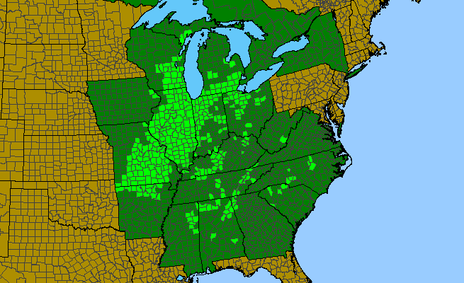 The range of Silphium terebinthinaceum